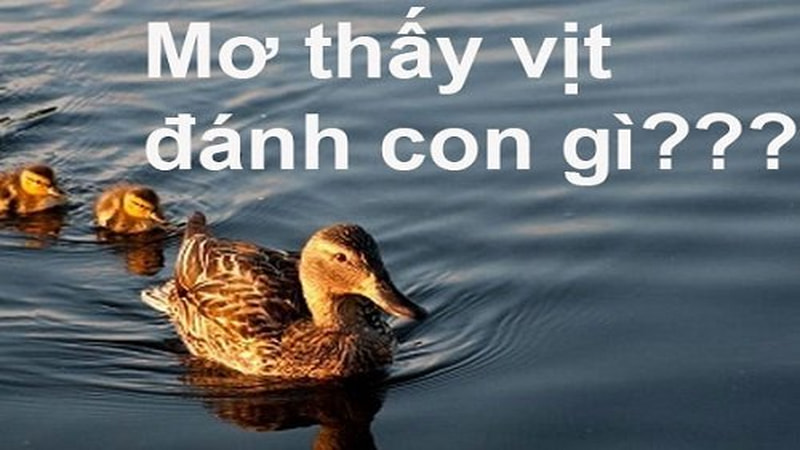 mơ thấy vịt đánh đề bao nhiêu